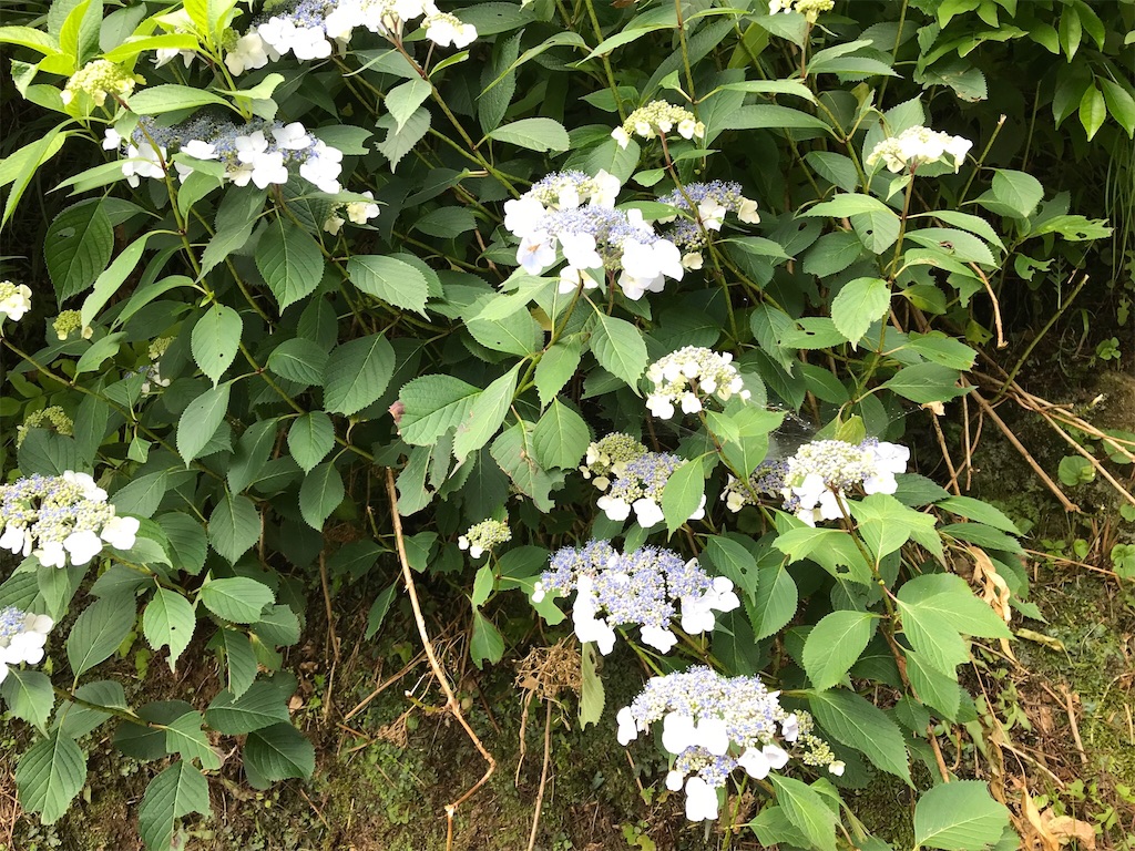 f:id:edwalk:20180614134229j:image f:id:edwalk:20180614134229j:image