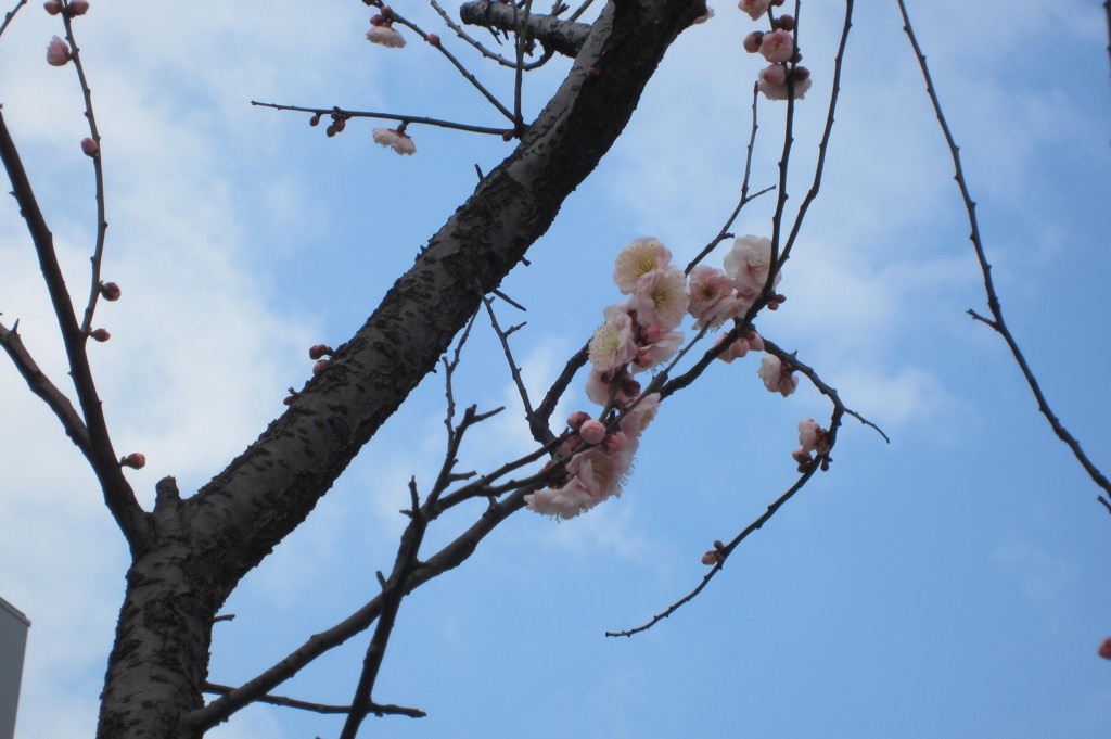 f:id:edwalk:20190301131546j:image