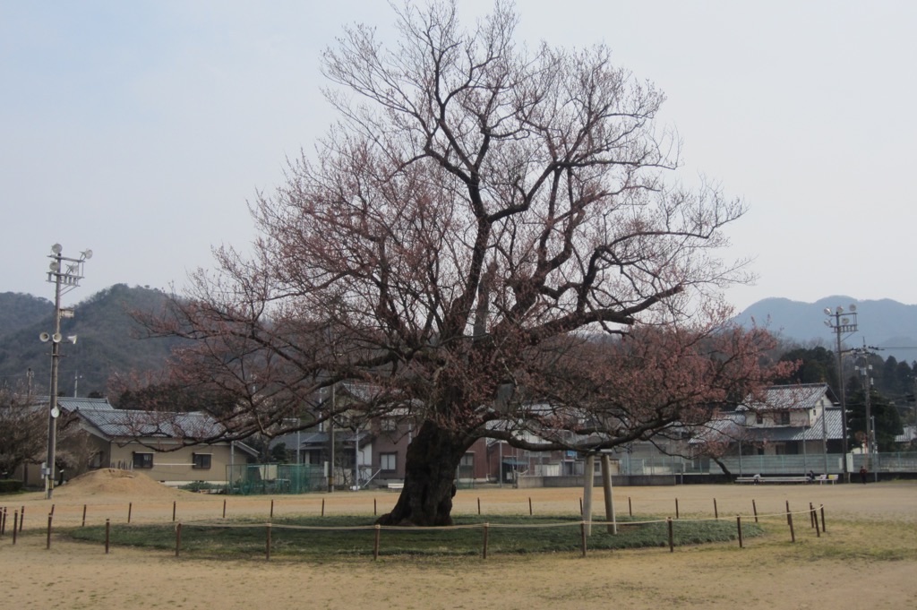 f:id:edwalk:20190327212113j:image
