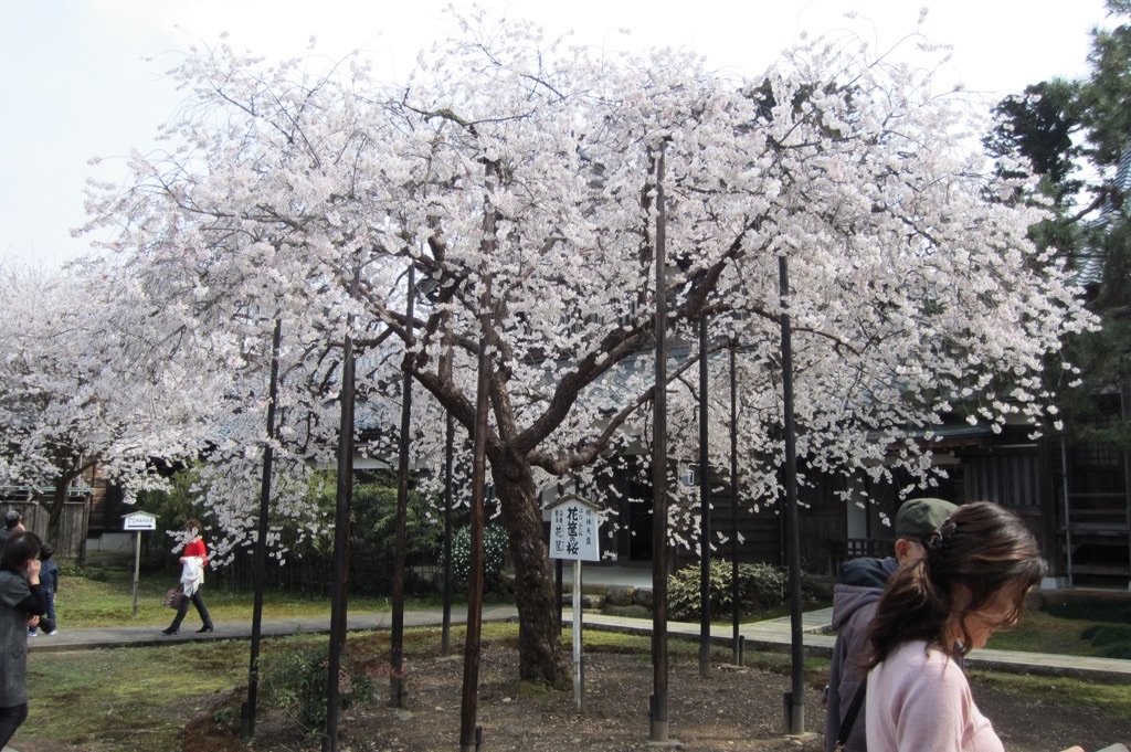 f:id:edwalk:20190327213640j:image