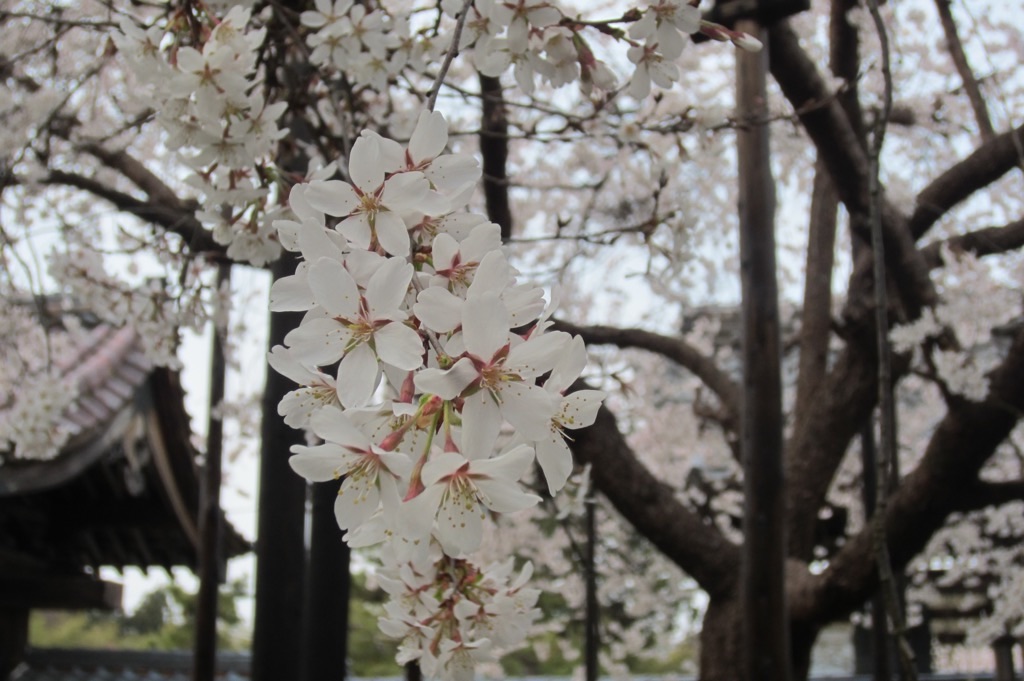 f:id:edwalk:20190327213648j:image