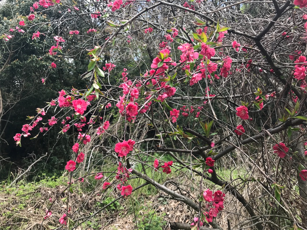 f:id:edwalk:20190415201013j:image