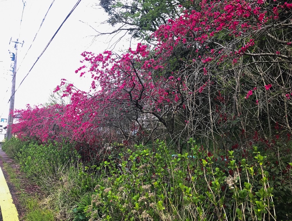 f:id:edwalk:20190415201017j:image