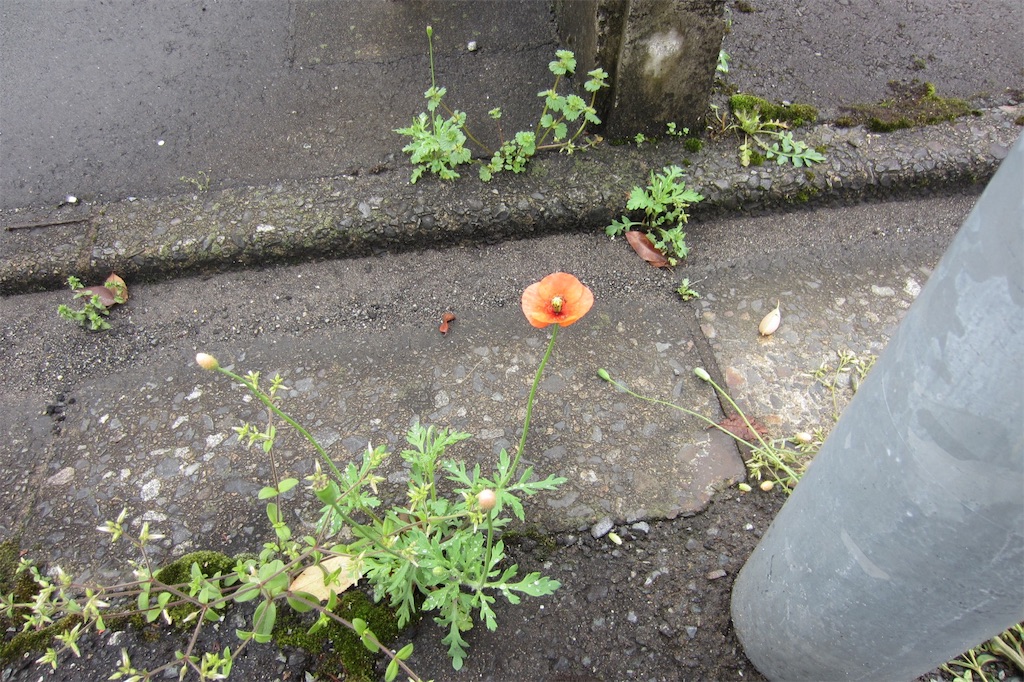 f:id:edwalk:20190430124823j:image