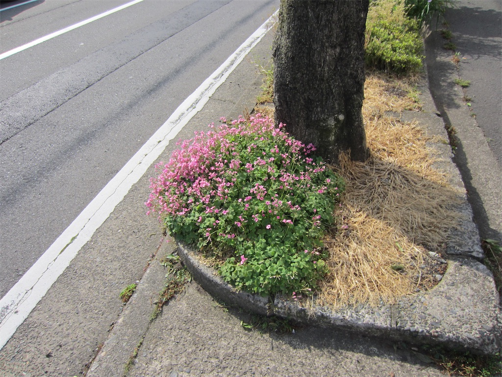 f:id:edwalk:20190517121134j:image