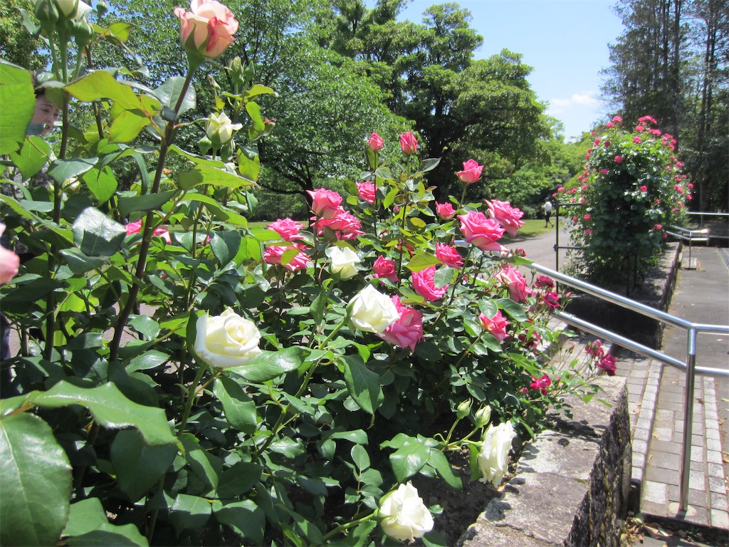 f:id:edwalk:20190523151946j:image