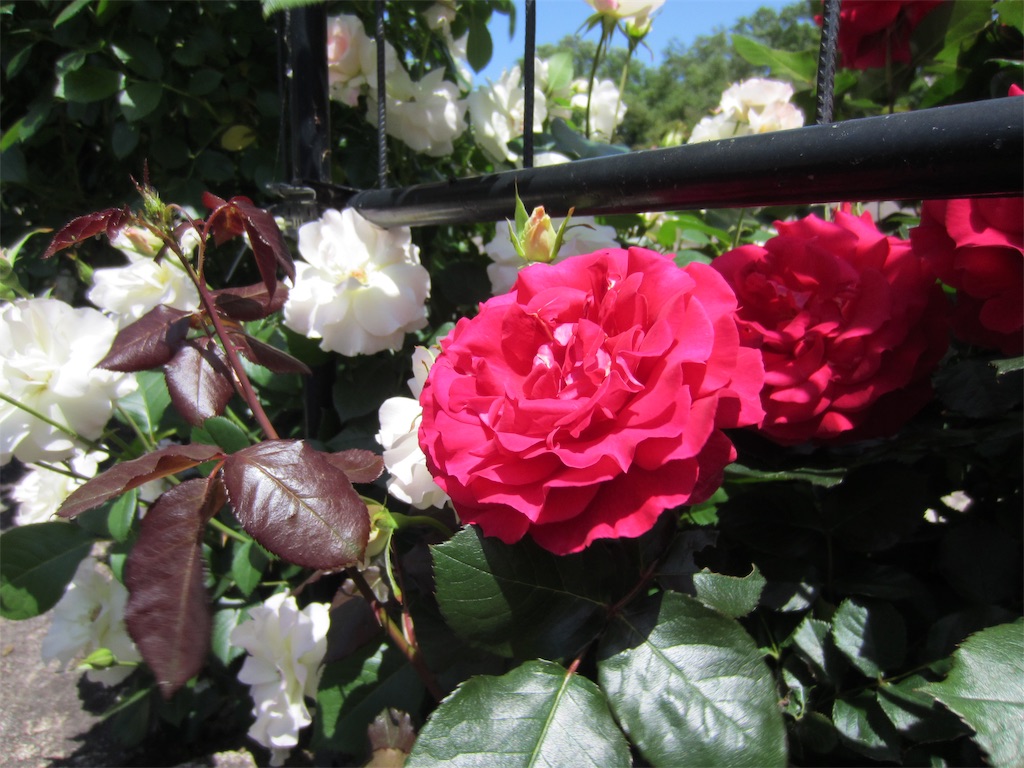 f:id:edwalk:20190523151952j:image