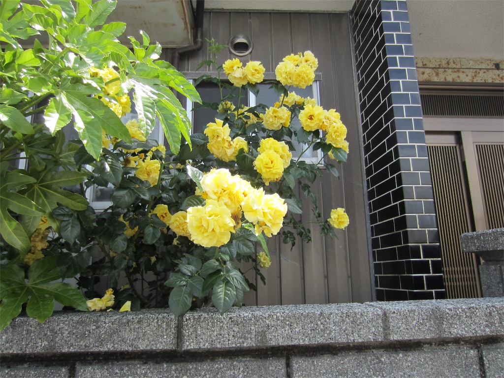 f:id:edwalk:20190523152331j:image