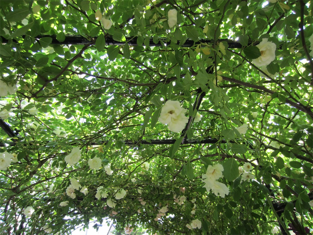 f:id:edwalk:20190525212528j:image