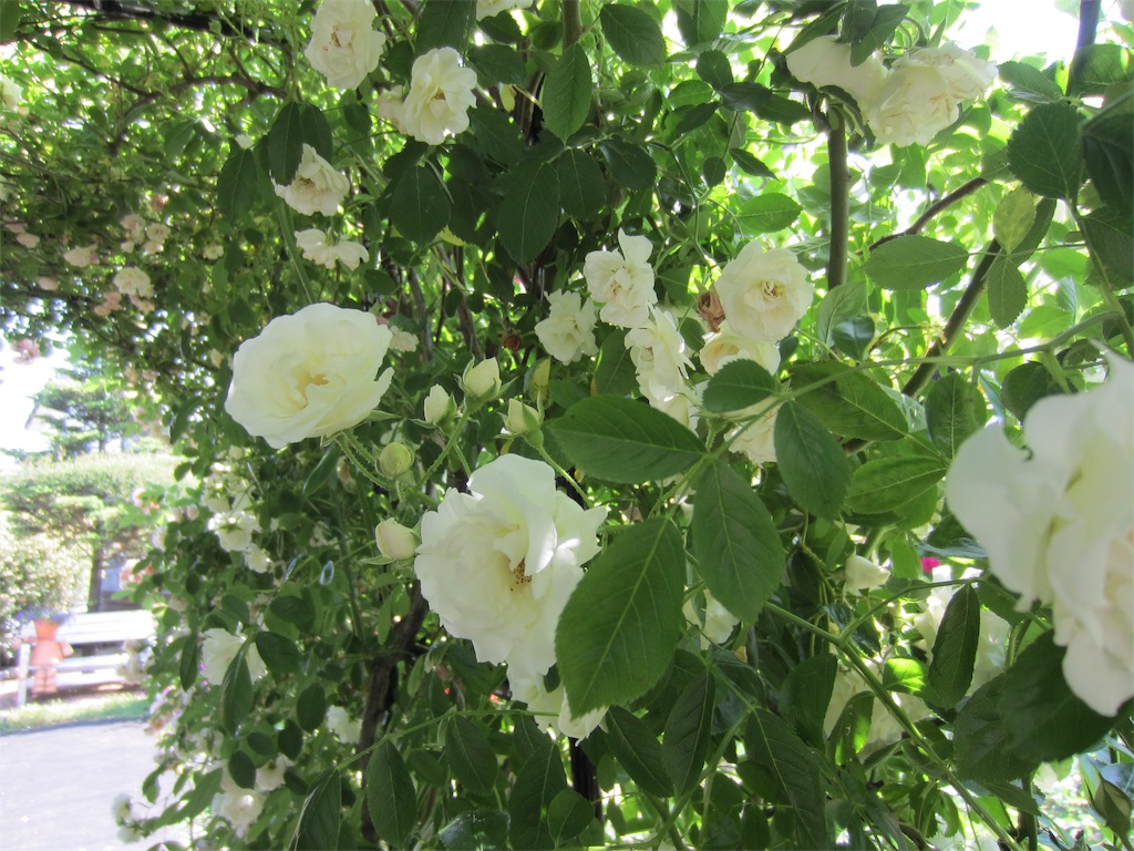 f:id:edwalk:20190525212531j:image