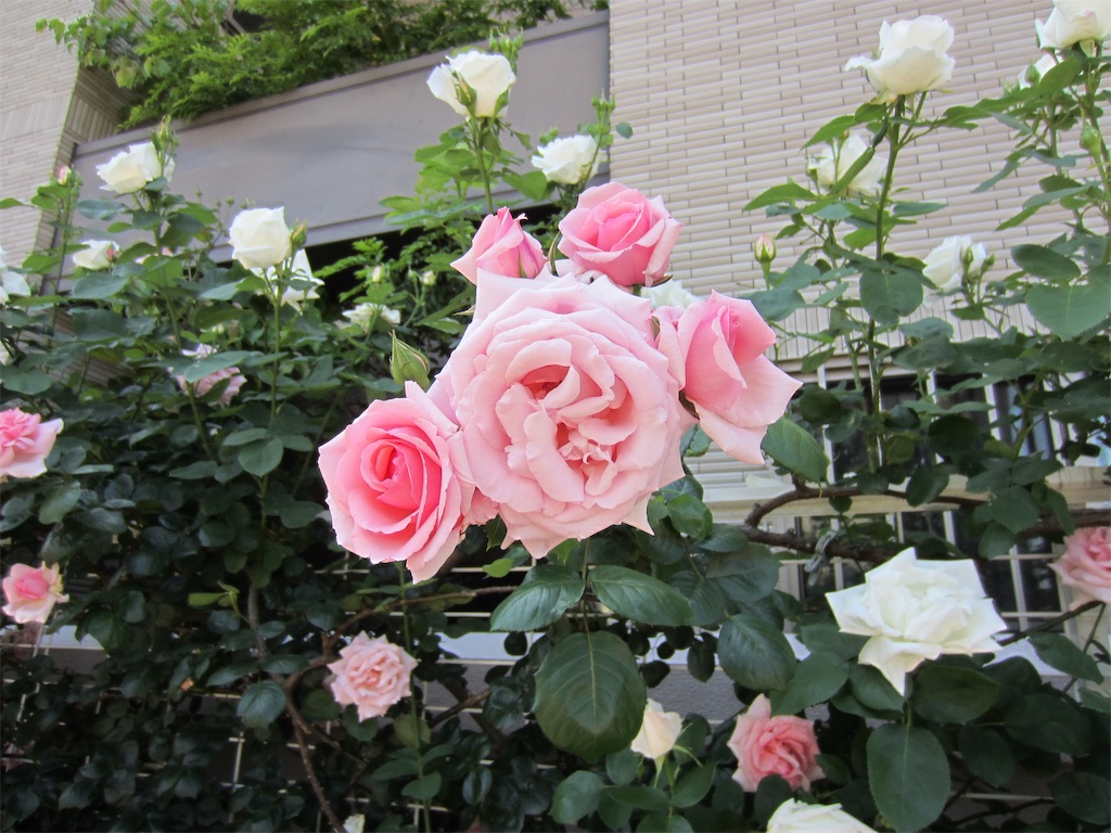 f:id:edwalk:20190525213544j:image