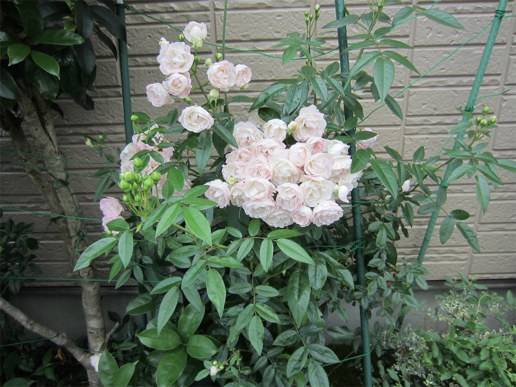 f:id:edwalk:20190529110729j:image