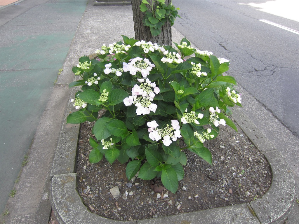 f:id:edwalk:20190604103307j:image f:id:edwalk:20190604103307j:image