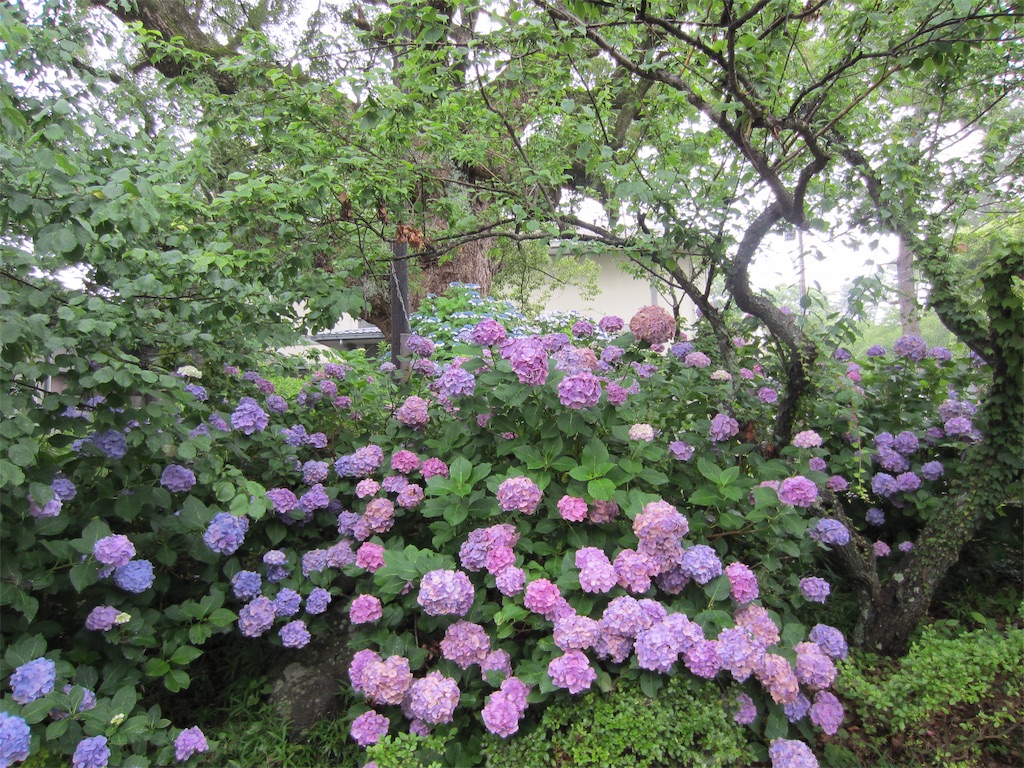 f:id:edwalk:20190702124613j:image