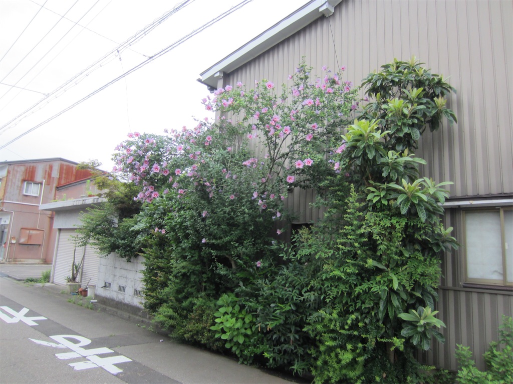 f:id:edwalk:20190709064022j:image