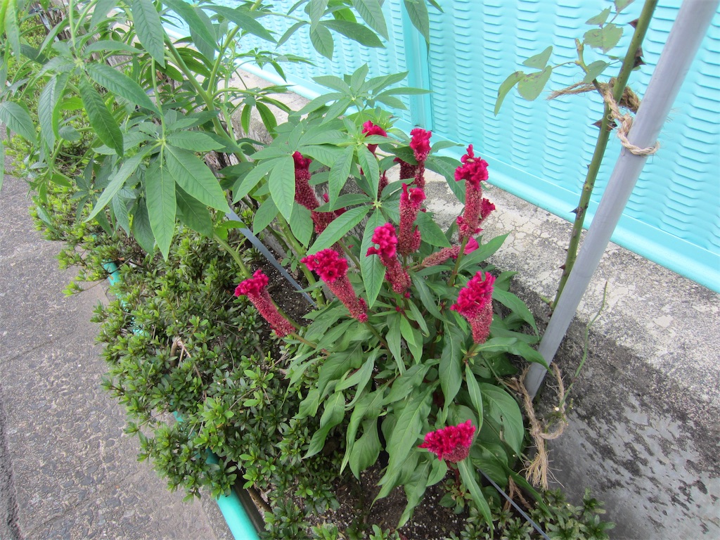 f:id:edwalk:20190913144509j:image