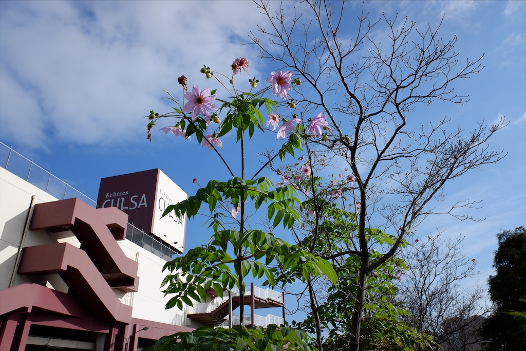 f:id:edwalk:20191215121814j:image f:id:edwalk:20191215121814j:image