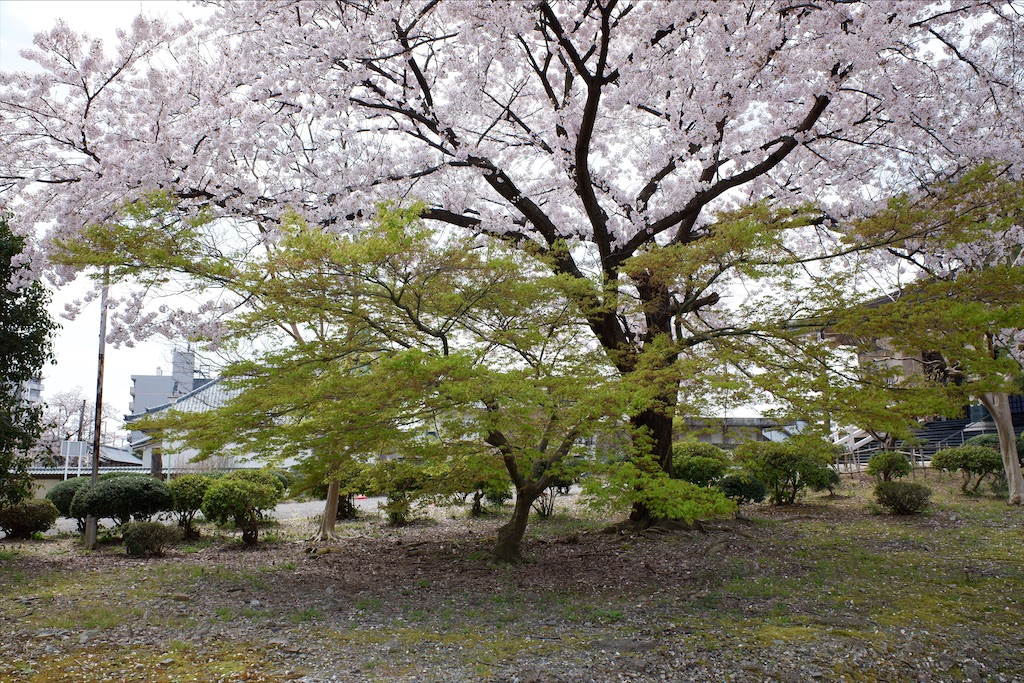 f:id:edwalk:20200407170845j:image