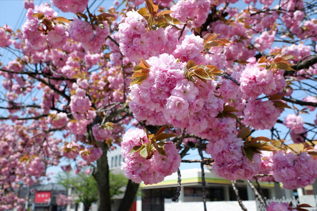 f:id:edwalk:20200425142849j:image
