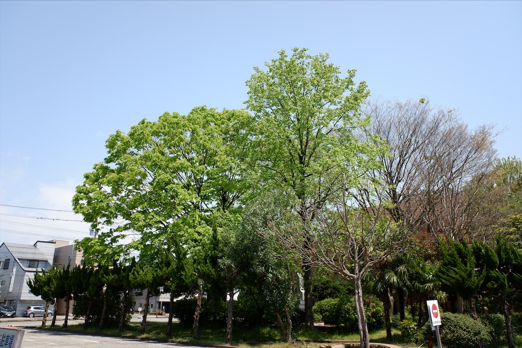 f:id:edwalk:20200430171643j:image f:id:edwalk:20200430171643j:image