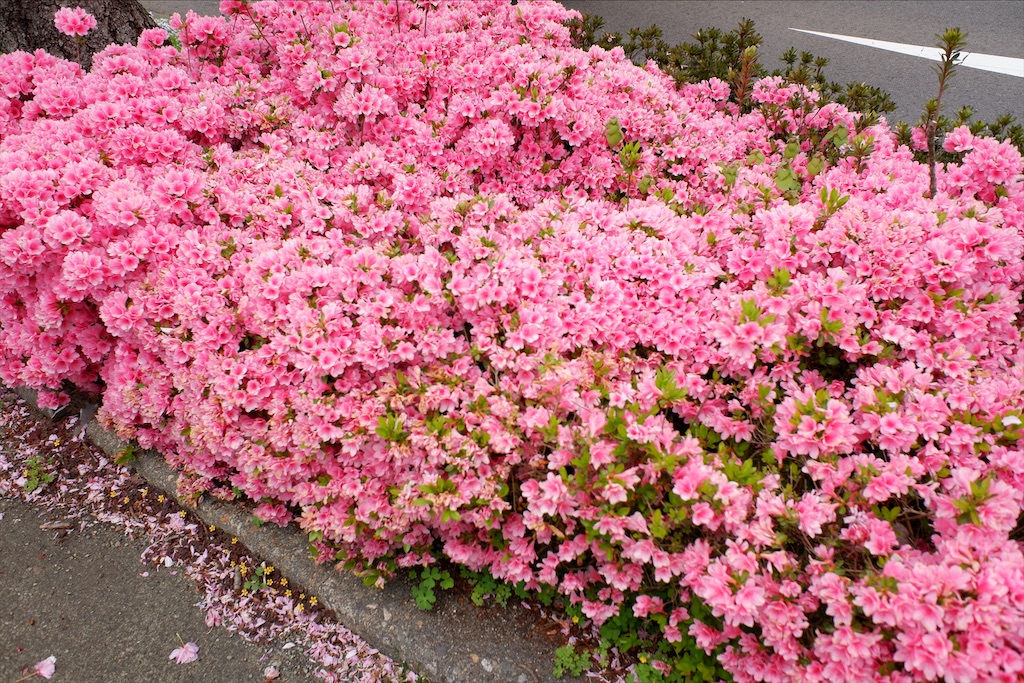 f:id:edwalk:20200501164718j:image