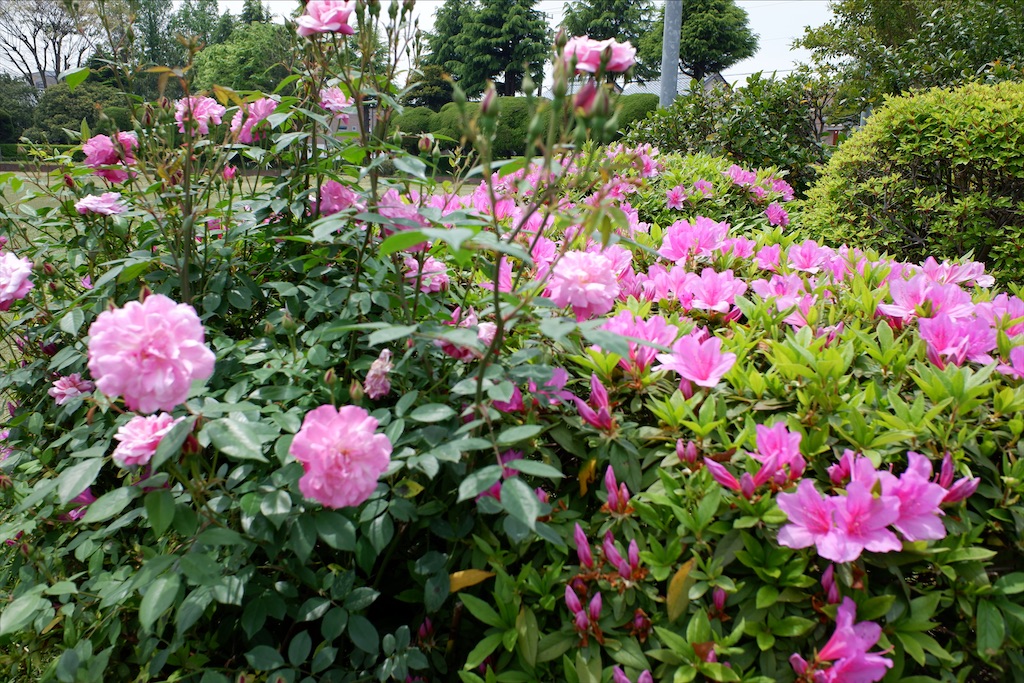 f:id:edwalk:20200503184338j:image f:id:edwalk:20200503184338j:image