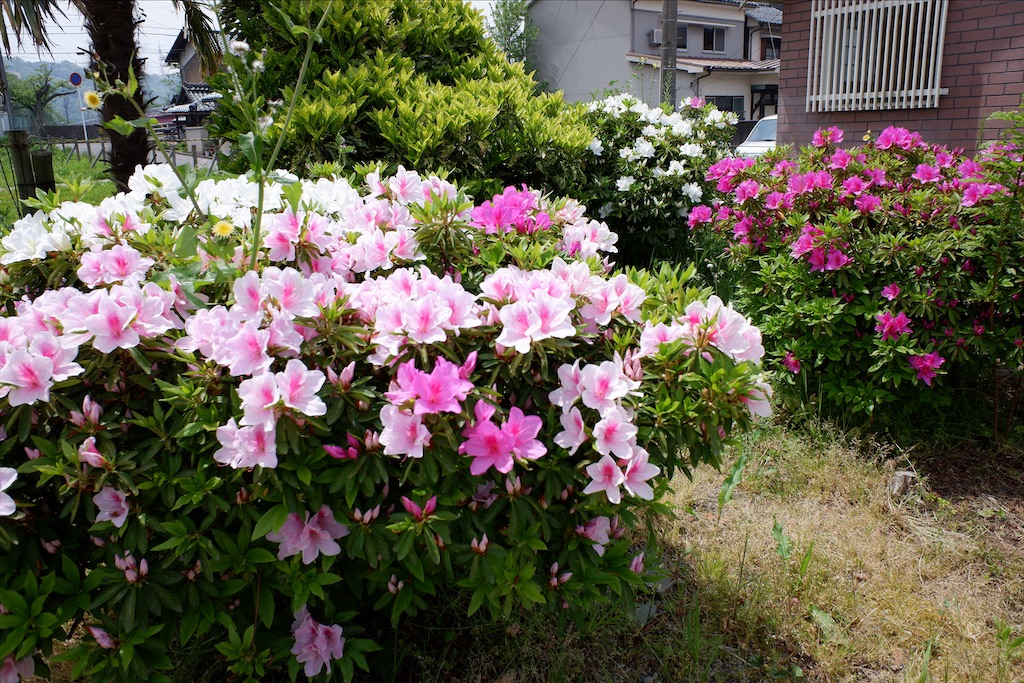 f:id:edwalk:20200503184406j:image f:id:edwalk:20200503184406j:image