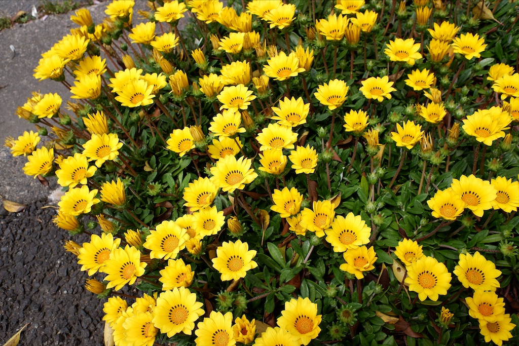 f:id:edwalk:20200505181958j:image
