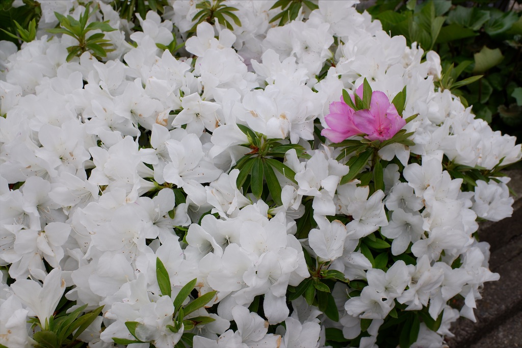 f:id:edwalk:20200512173243j:image