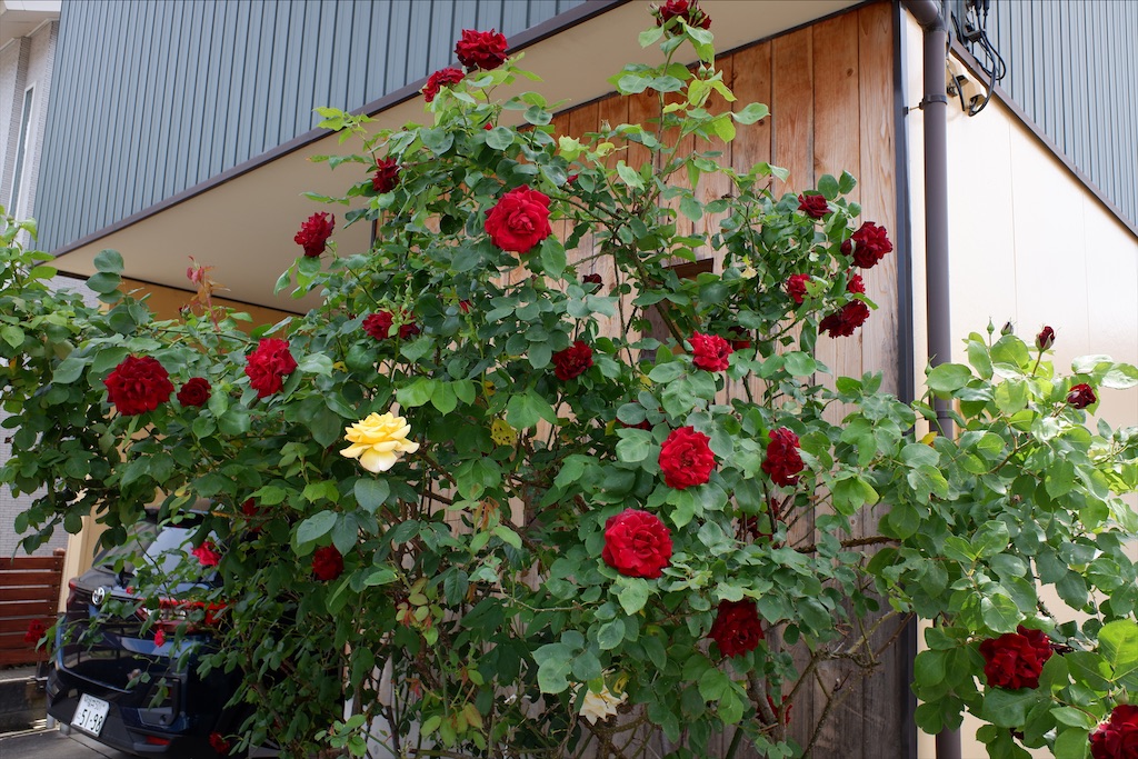 f:id:edwalk:20200514144042j:image f:id:edwalk:20200514144042j:image