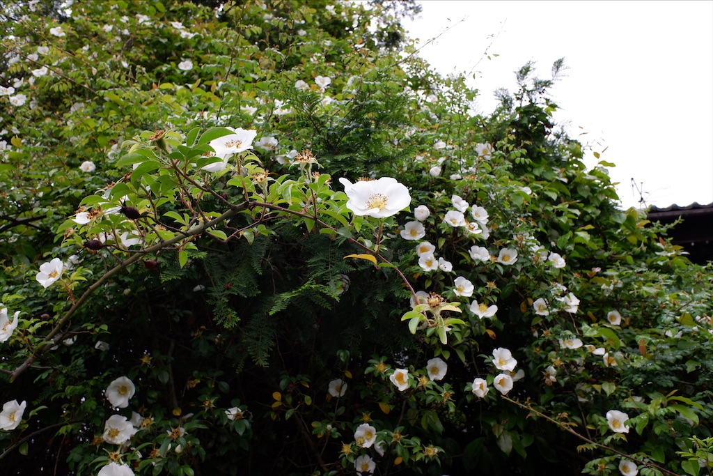 f:id:edwalk:20200517150710j:image