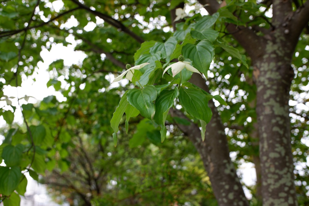 f:id:edwalk:20200517173257j:image