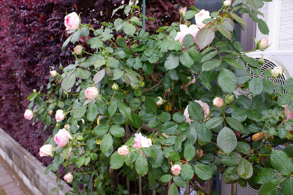 f:id:edwalk:20200517173314j:image