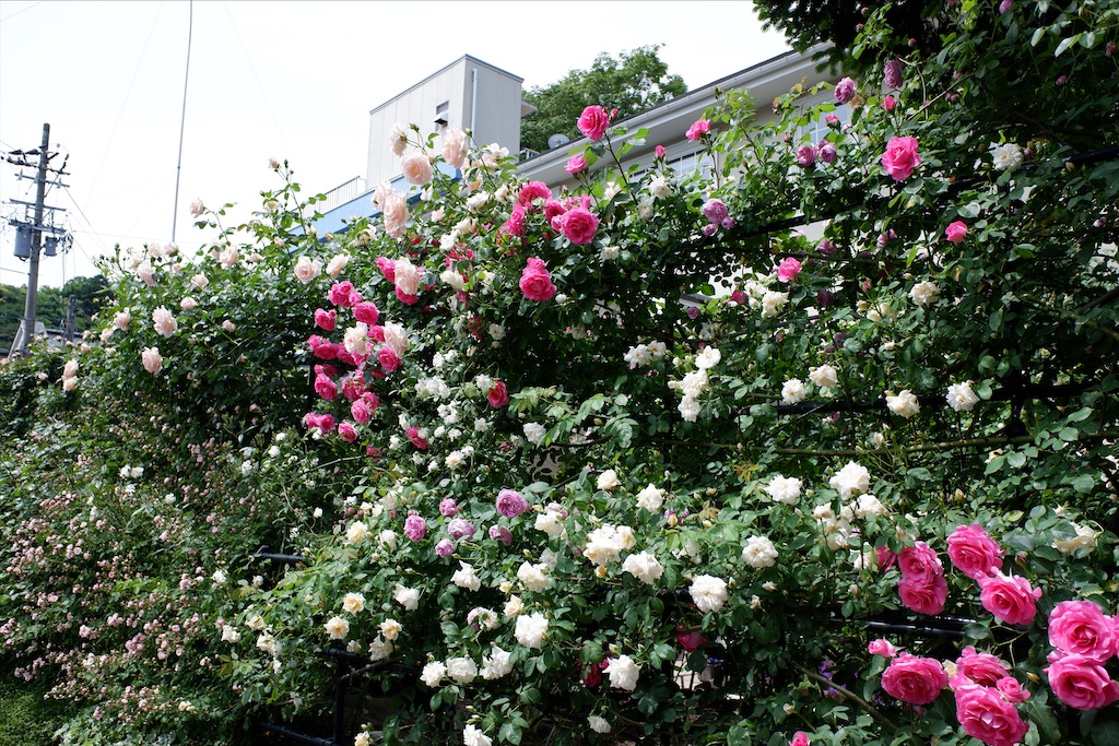 f:id:edwalk:20200521211831j:image