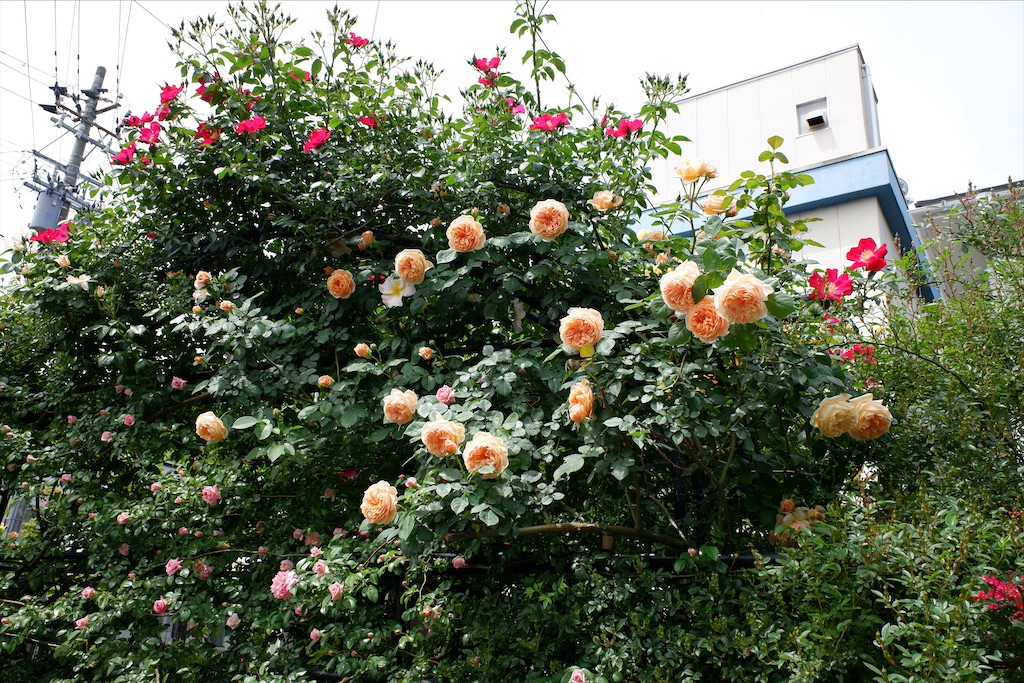 f:id:edwalk:20200521211839j:image