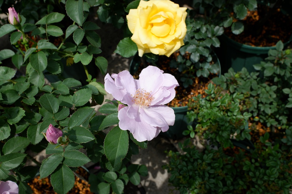 f:id:edwalk:20200521211844j:image