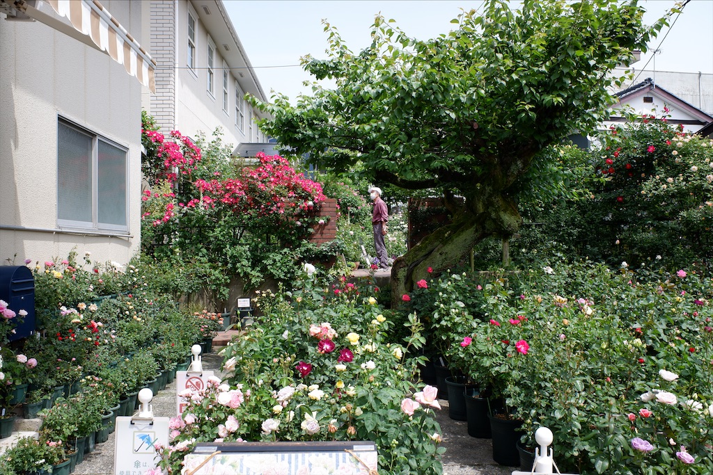 f:id:edwalk:20200521212112j:image