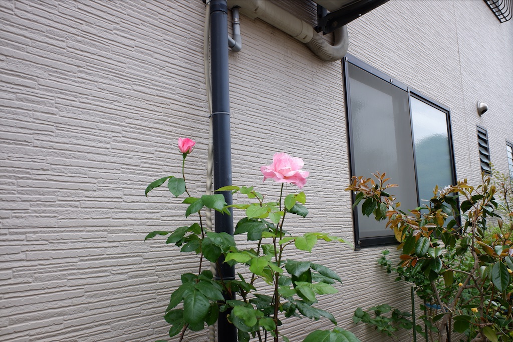f:id:edwalk:20200521212306j:image