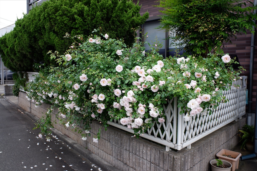 f:id:edwalk:20200525161117j:image f:id:edwalk:20200525161117j:image