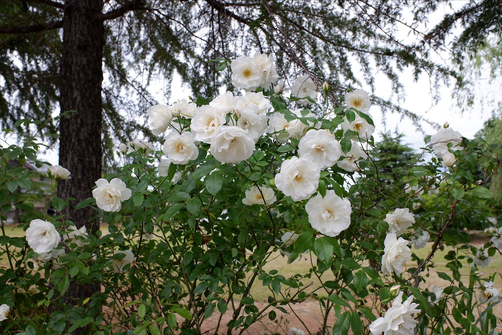 f:id:edwalk:20200525162008j:image f:id:edwalk:20200525162008j:image