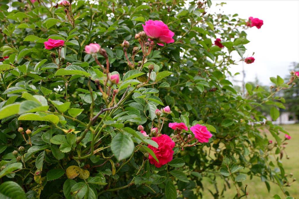 f:id:edwalk:20200525162017j:image f:id:edwalk:20200525162017j:image