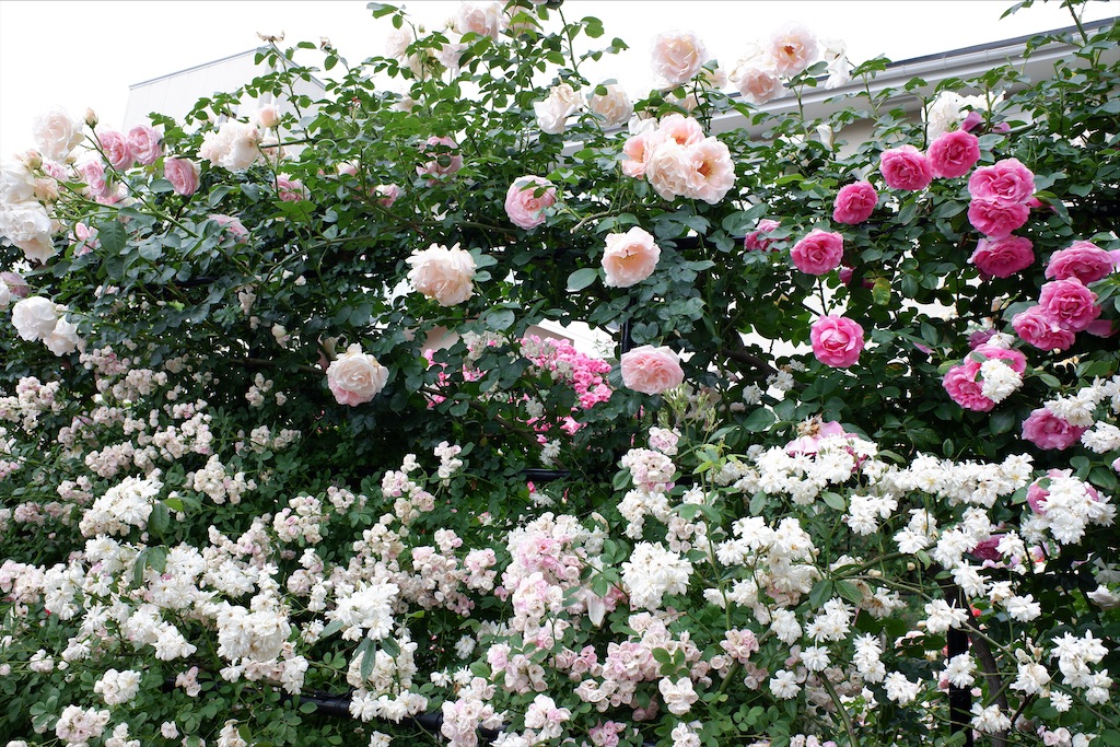 f:id:edwalk:20200527114316j:image