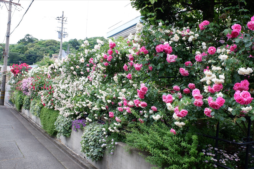 f:id:edwalk:20200527114320j:image