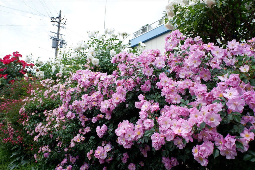 f:id:edwalk:20200527114444j:image