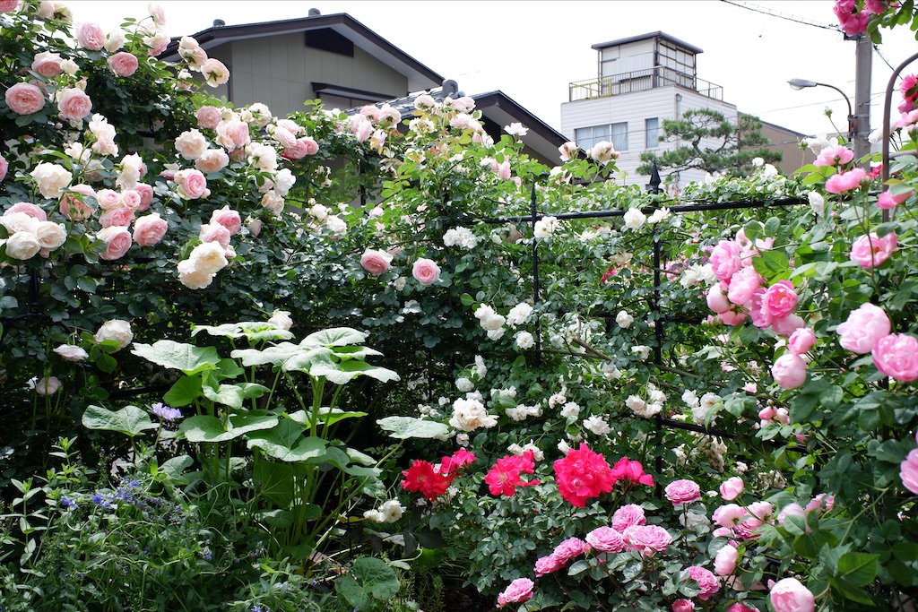 f:id:edwalk:20200527114539j:image