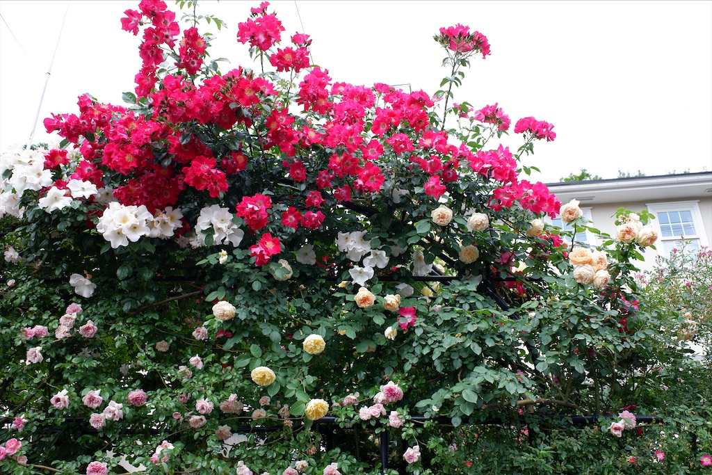 f:id:edwalk:20200527114546j:image