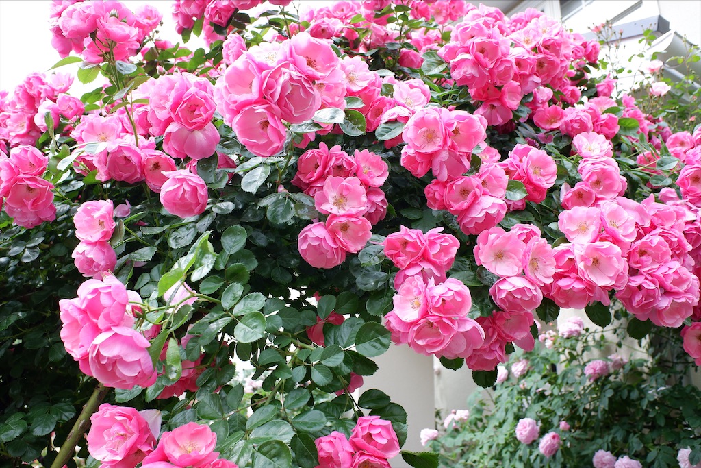 f:id:edwalk:20200527114553j:image