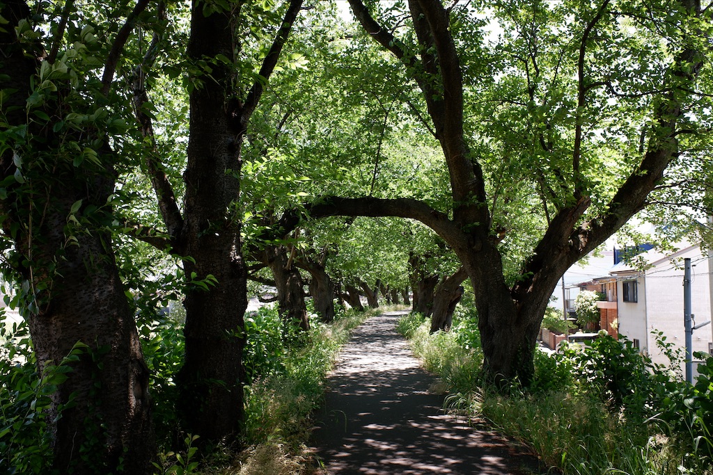 f:id:edwalk:20200607145842j:image