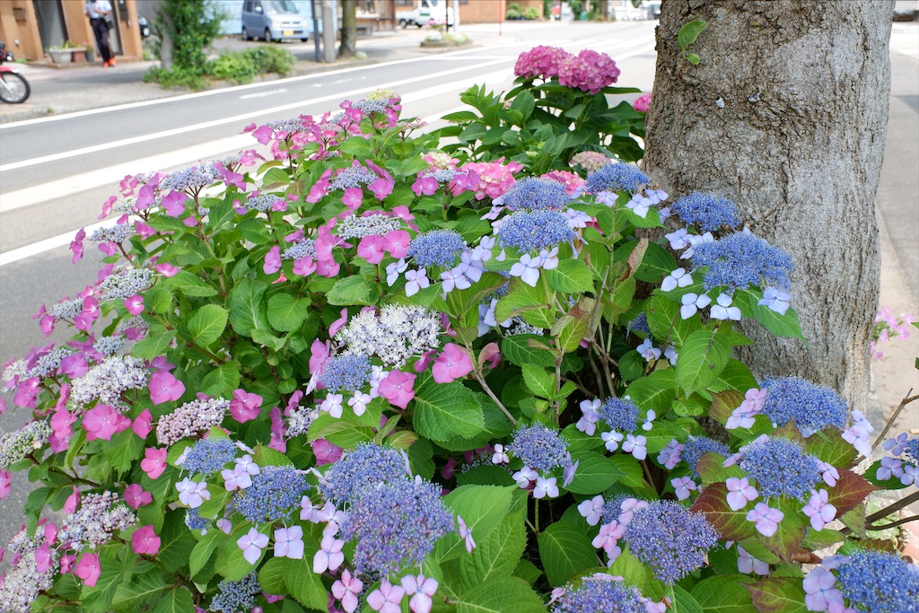 f:id:edwalk:20200616160142j:image