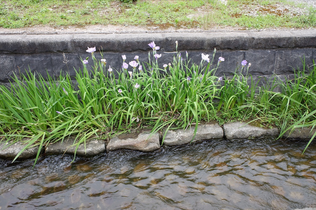 f:id:edwalk:20200618115147j:image
